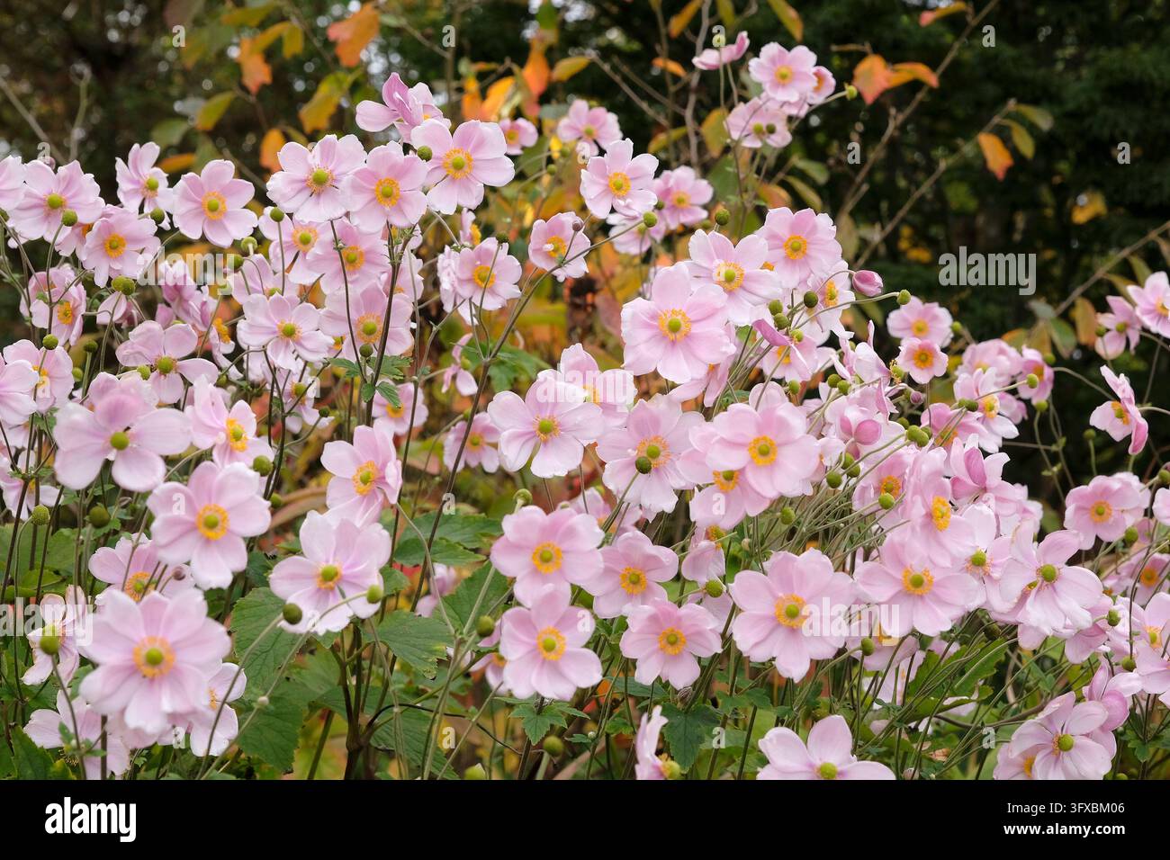 Blassrosa Anemone x hybrida ‘Robustissima’, allgemein bekannt als Japan-Anemone oder Traubenblättern-Anemone, in Blüte. Stockfoto