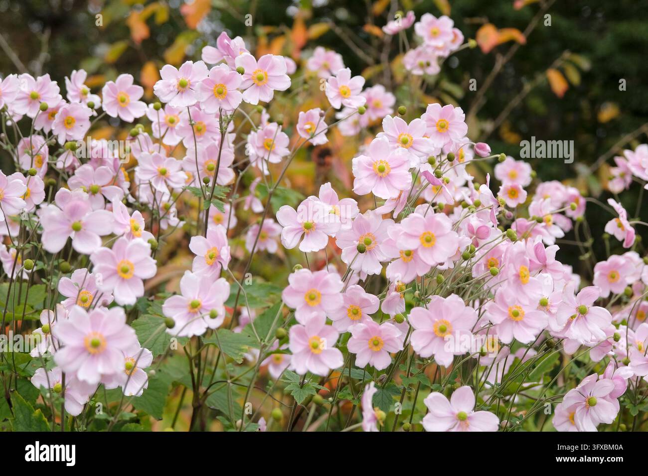Blassrosa Anemone x hybrida ‘Robustissima’, allgemein bekannt als Japan-Anemone oder Traubenblättern-Anemone, in Blüte. Stockfoto