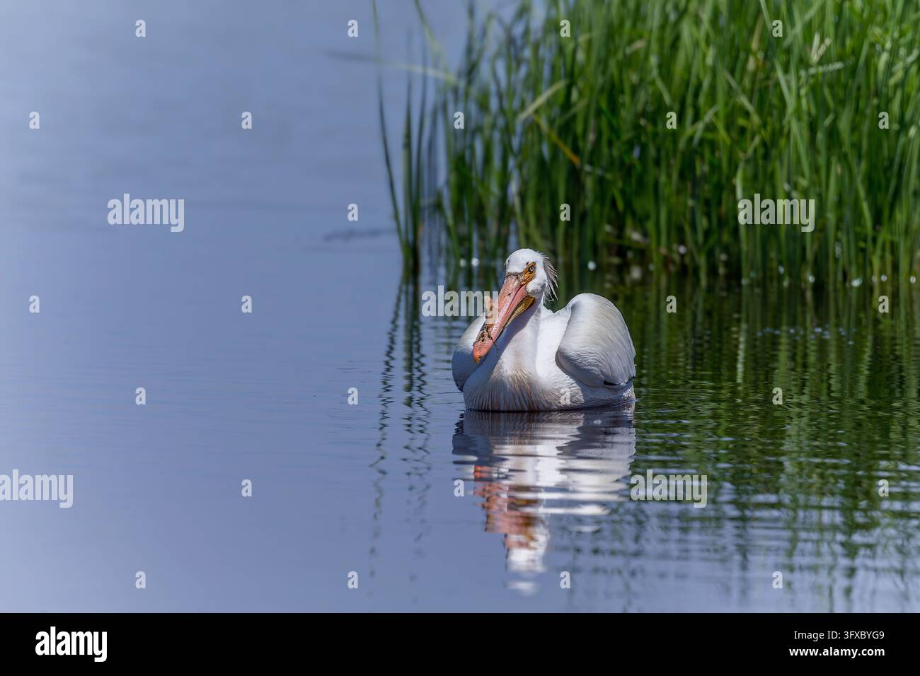 Amerikanischer Weißer Pelikan (Pelecanus erythrorhynchos) mit deutlicher Brutwulst am Schnabel Stockfoto