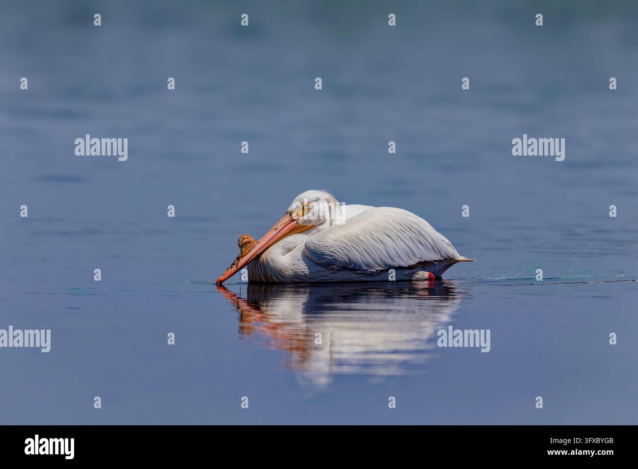 Amerikanischer Weißer Pelikan (Pelecanus erythrorhynchos) mit deutlicher Brutwulst am Schnabel Stockfoto