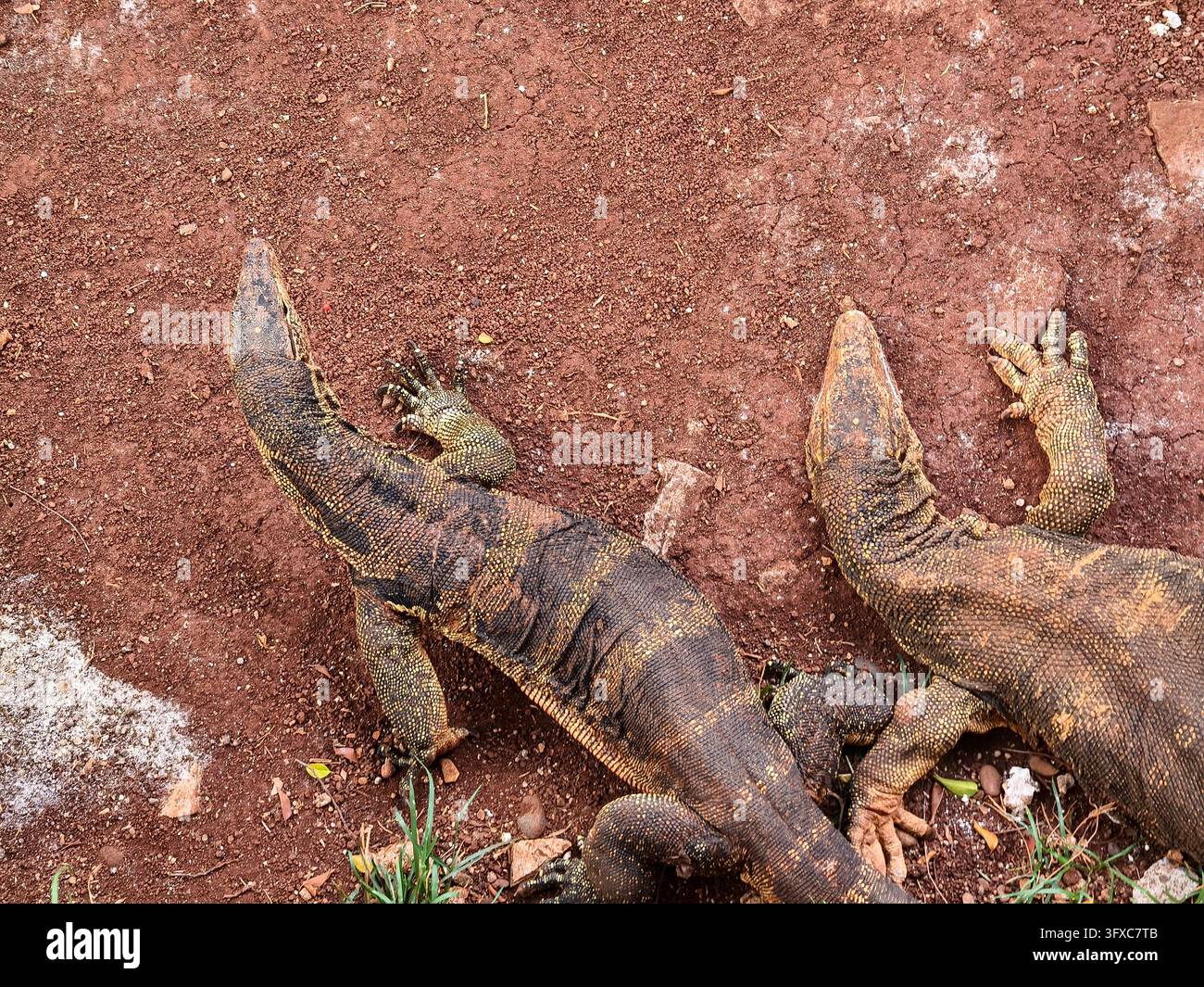 Zwei wilde Wasserwarane (Varanus salvator) interagieren auf rotem Erdboden. Stockfoto