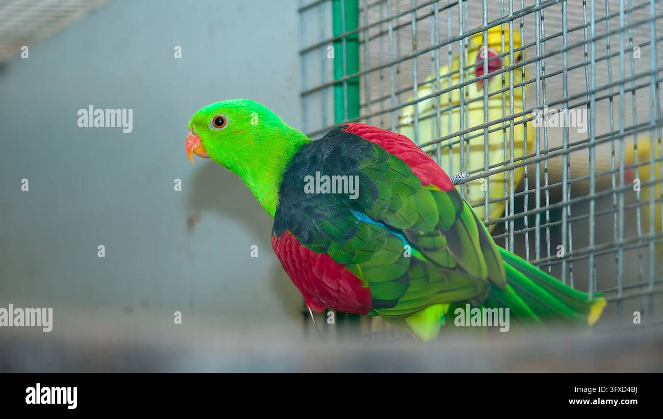 PEZINOK, SLOVAKIEN - 28. SEP. 2025: Redaktionsfoto zeigt verschiedene Arten von farbenfrohen exotischen Papageien und Sittichen, die auf Ästen ruhen. Stockfoto