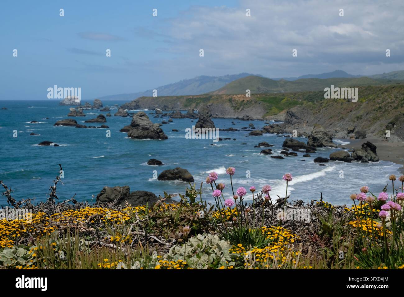 Scenischer Ausblick auf die Highway 1 Jenner, Kalifornien, Pazifischer Ozean, Wildblumen im Sonoma County Stockfoto
