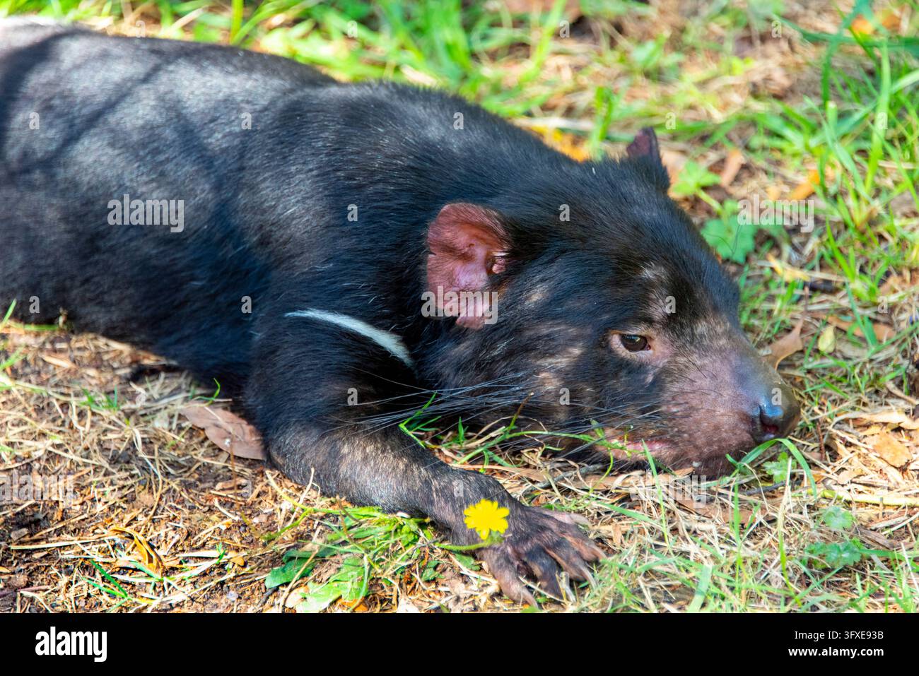 Tasmanischer Teufel in Ostküste Tasmaniens Stockfoto