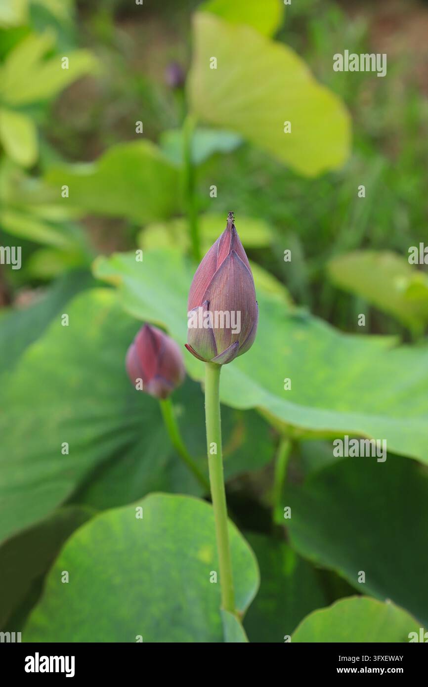 Zwei pralle enge rosa Lotusknospen stehen auf schlanken Stielen aufrecht, umgeben von großen frischen grünen Lotusblättern mit einem sanft verschwommenen grünen Hintergrund. Es Stockfoto