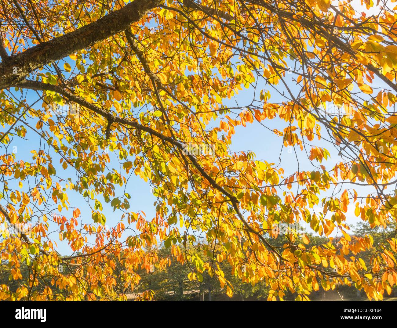 Goldgelbe und orangefarbene Herbstblätter an Baumzweigen vor einem klaren blauen Himmel Stockfoto