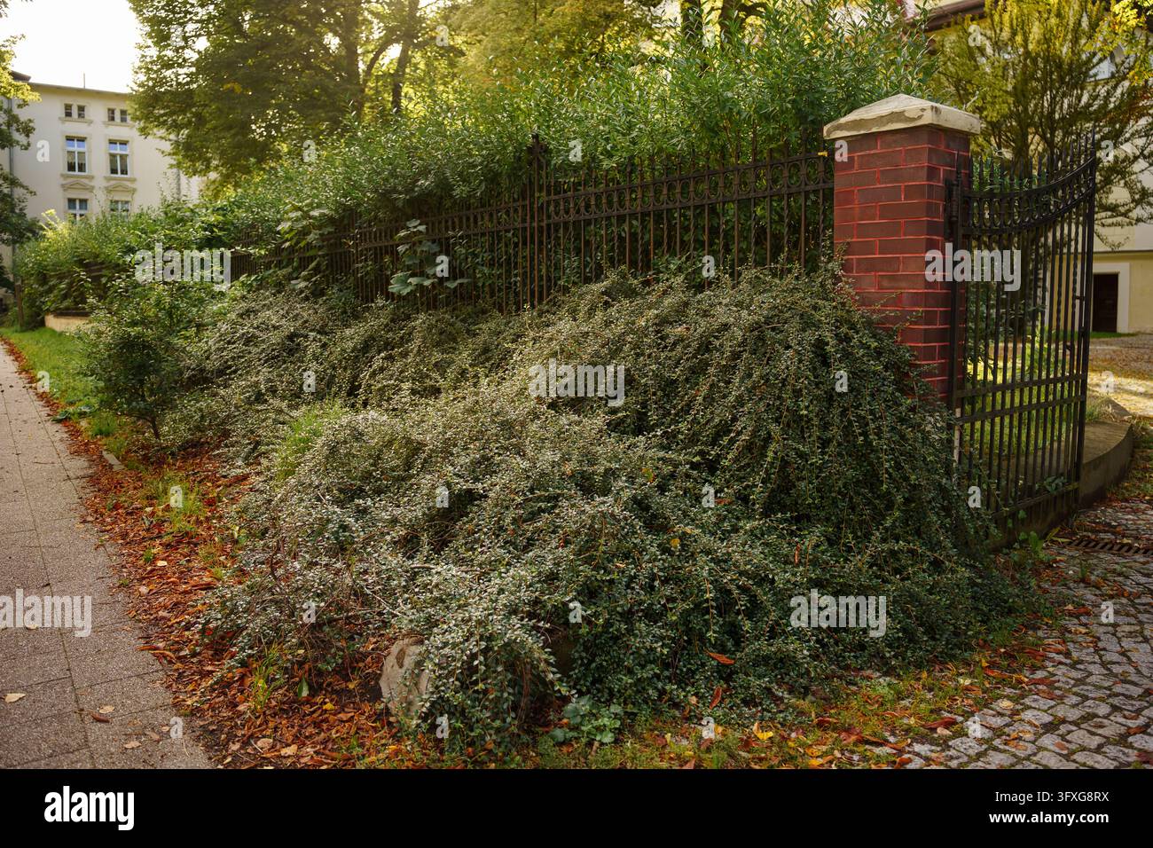 Dichte kriechende Cotoneaster-Büsche bedecken den Boden entlang eines Metallzauns mit Ziegelsäule. Ideales Konzept für Landschaftsgestaltung, städtische Begrünung, Zäune für Privatgrundstücke, Parkgestaltung Stockfoto