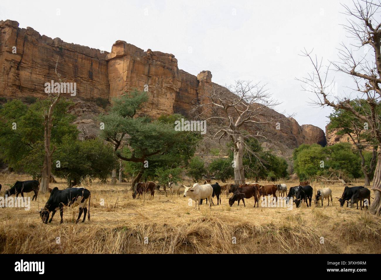 Herd von Rindern, die auf trockenem Gras am Fuße der Sandsteinklippe weiden, Region Mopti, Bandiagara, Mali Stockfoto