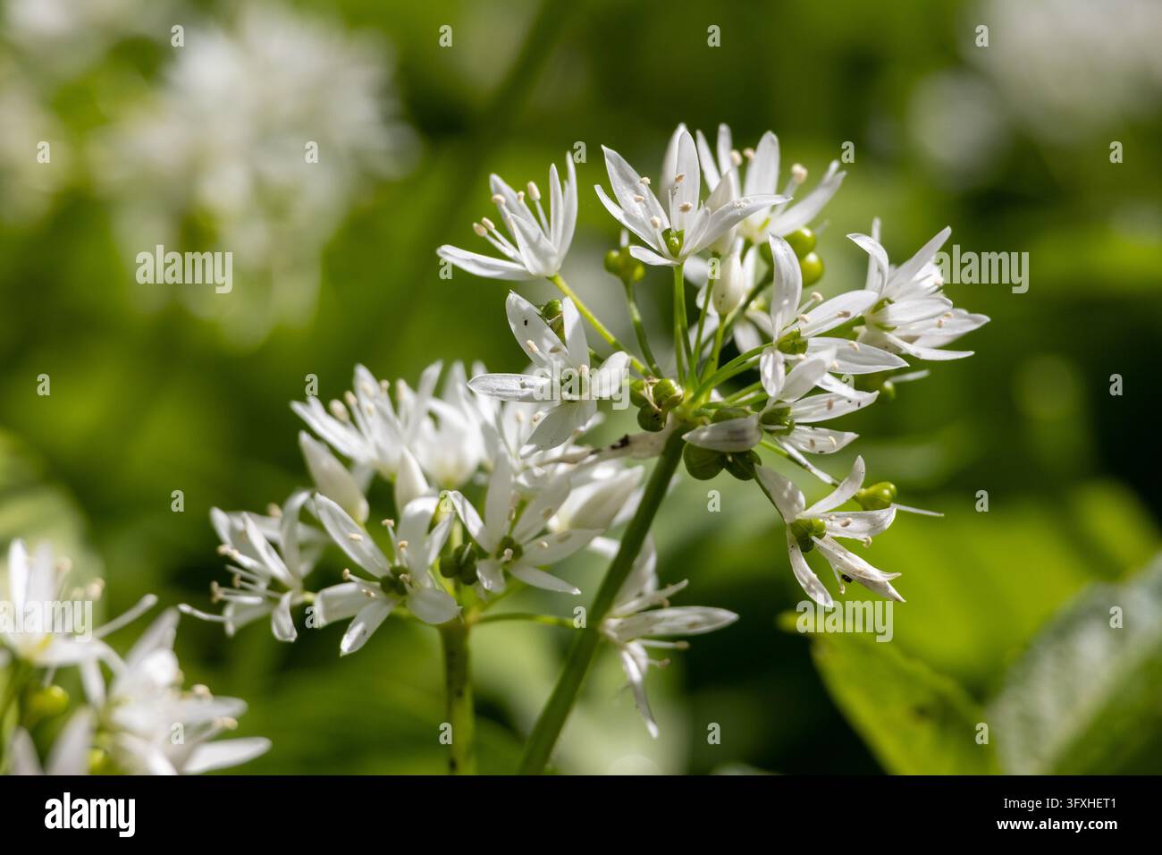 England, Dorset. Sternförmige weiße Blüten und noch geschlossene Knospen erheben sich über breite grüne Blätter, im Nahaufnahme mit weichem natürlichem Licht und geringer Tiefenschärfe aufgenommen Stockfoto