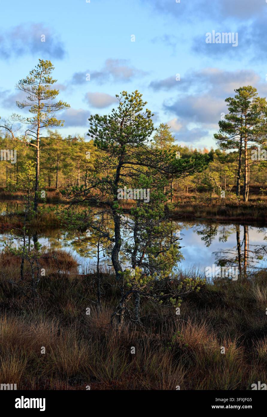 Kleine verdrehte Moor-Kiefer an einem Teich im Viru Moor, Lahemaa Nationalpark, Estland, mit Grashorsten und Himmel, der sich im Wasser spiegelt Stockfoto