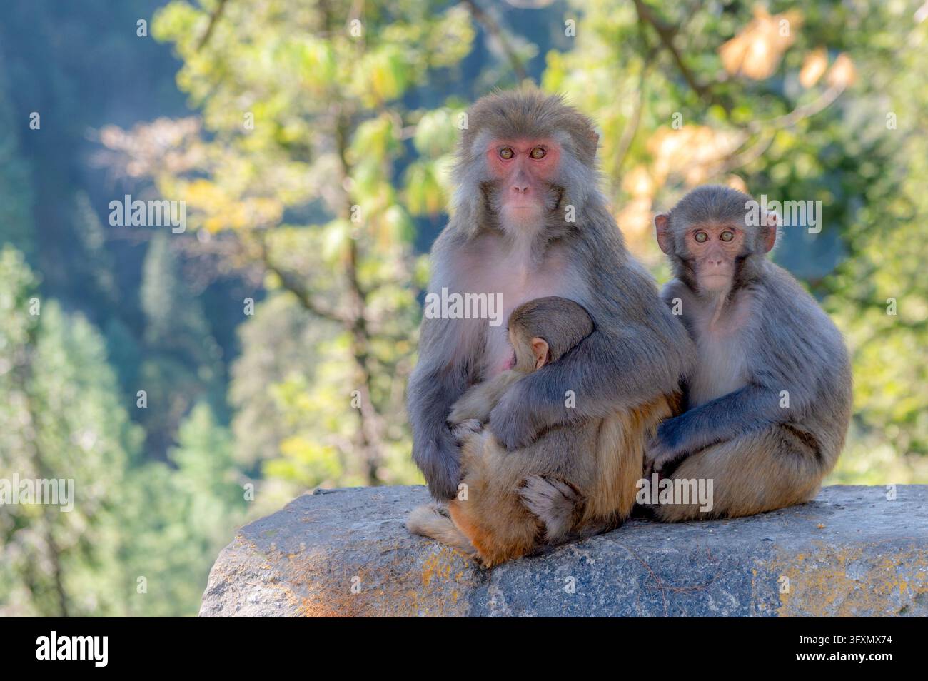 Der Rhesus-Makake, umgangssprachlich Rhesusaffe, ist eine Art von Affen der Alten Welt in der Gattung Macaca. Stockfoto