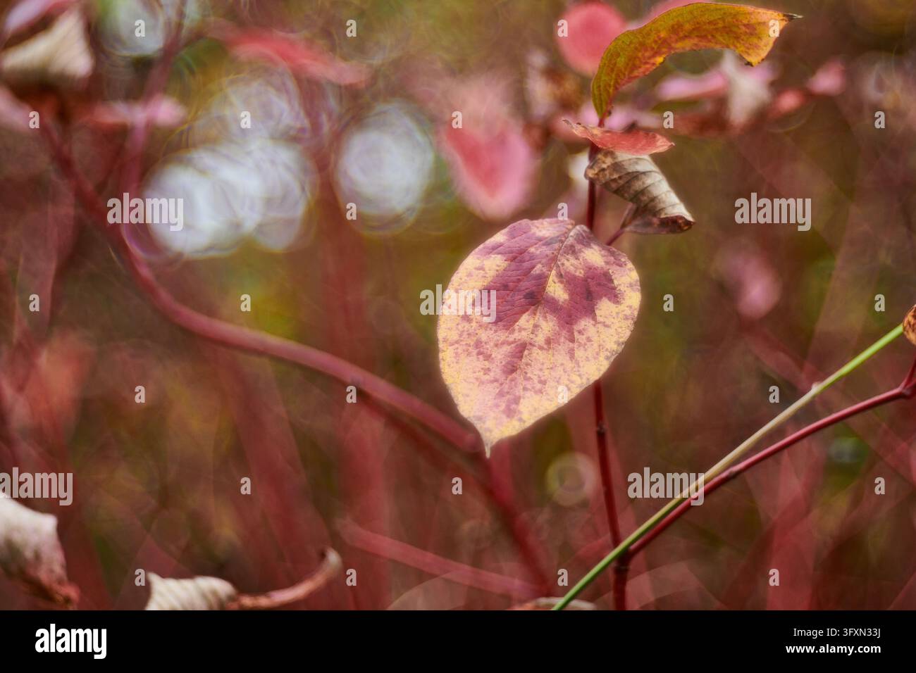 Nahaufnahme eines gesprenkelten Herbstblatts an einem Ast mit roten Stielen, mit einem weichen unscharfen Hintergrund mit schönen runden Bokeh-Kreisen Stockfoto