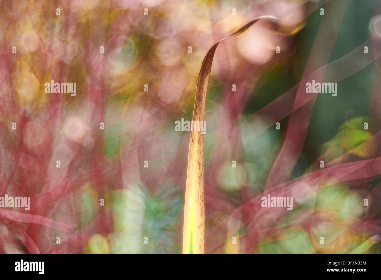 Nahaufnahme eines gesprenkelten Herbstblatts an einem Ast mit roten Stielen, mit einem weichen unscharfen Hintergrund mit schönen runden Bokeh-Kreisen Stockfoto
