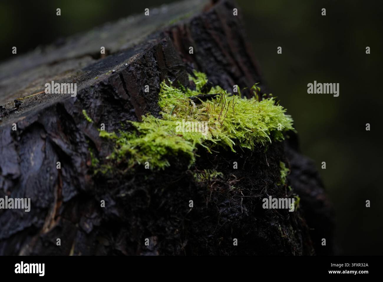 Nahaufnahme von lebhaftem grünem Moos, das auf der strukturierten Rinde eines dunklen, verwitterten Baumstumpfes wächst Stockfoto