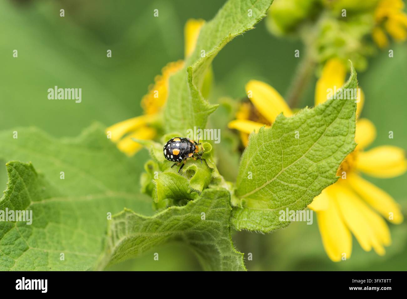 Nymphe eines Stinkkäfers (Chinavia marginata) im Nebelwald von Huatusco, Mexiko Stockfoto