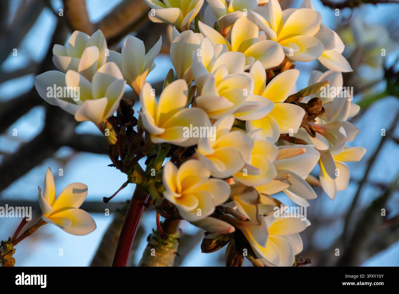 Büschel von weißen und gelben Frangipani-Blüten blühen an verzweigten Stängeln mit überlappenden Blütenblättern, gelben Mittelpunkten und noch nicht geöffneten Knospen vor einem weich blauen Hintergrund Stockfoto