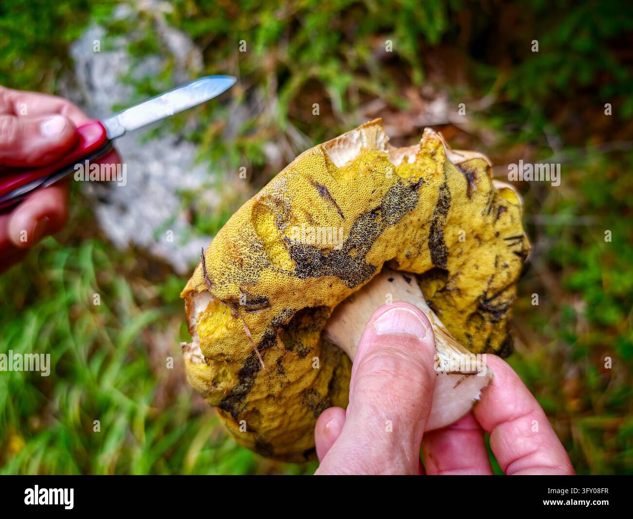 Eine Nahaufnahme eines Pilzsammlers im Wald, der einen großen Steinpilz (möglicherweise mit Goldschimmel befallen) hält und diesen untersucht - Smartphone-aufgenommenes Stockfoto
