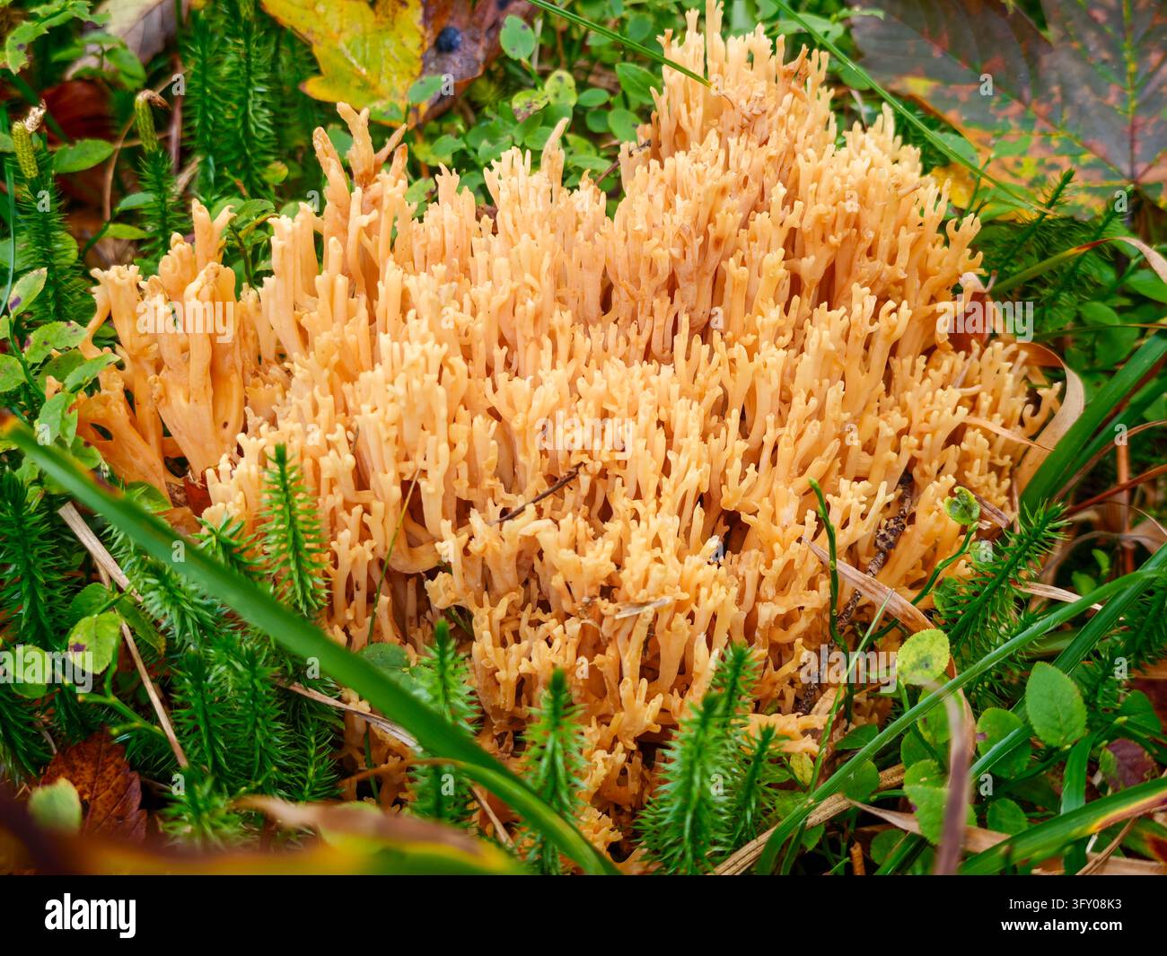 Gelber Korallenpilz (Ramaria) wächst in grünem Moos auf dem Waldboden im Herbst mit bunten abgefallenen Blättern. - Smartphone-aufgenommenes Stockfoto