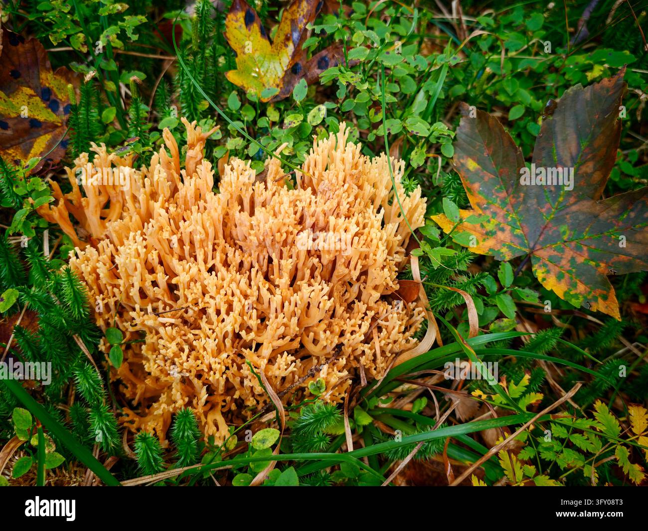 Gelber Korallenpilz (Ramaria) wächst in grünem Moos auf dem Waldboden im Herbst mit bunten abgefallenen Blättern. - Smartphone-aufgenommenes Stockfoto