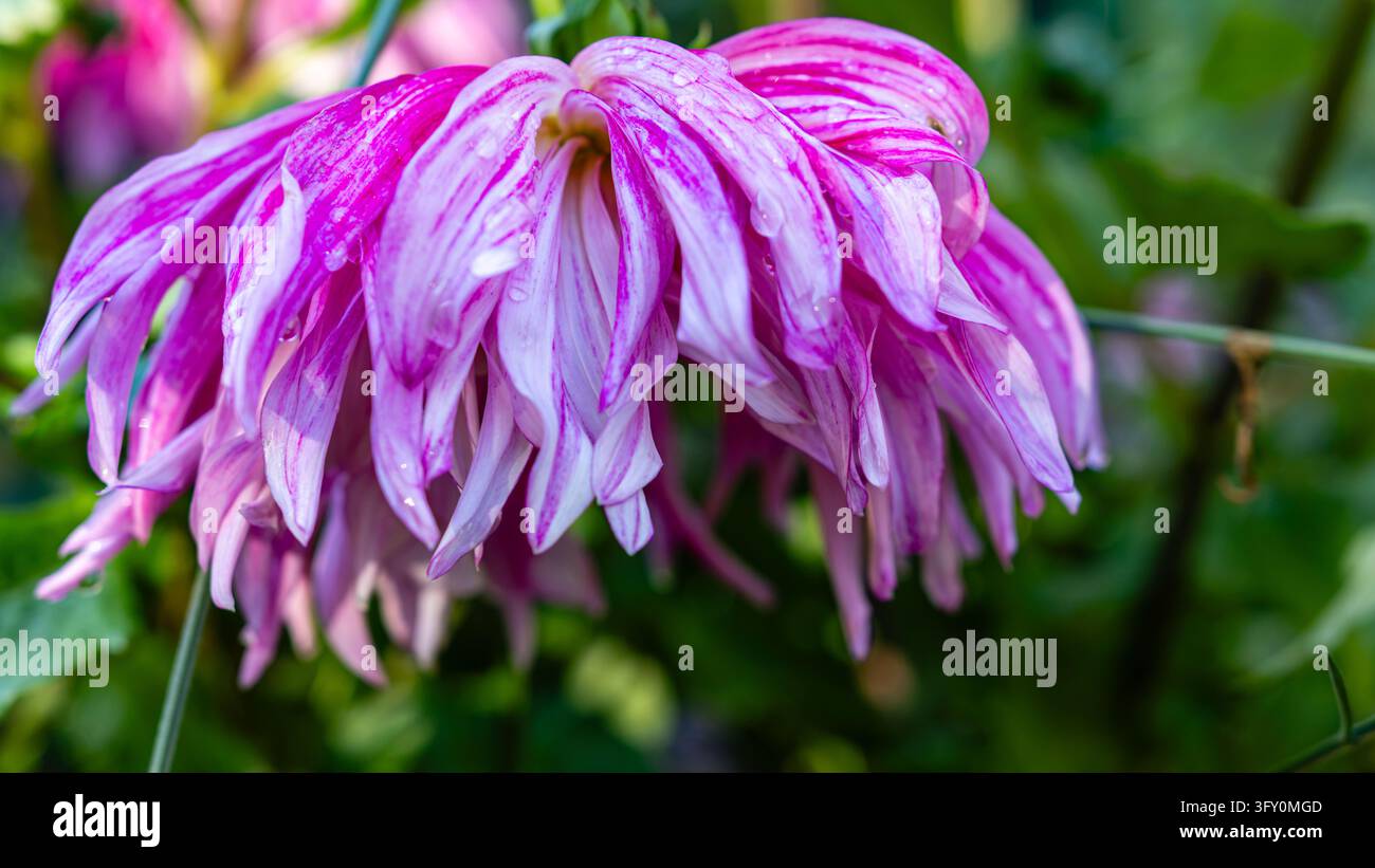 Makro-Nahaufnahme einer blühenden lila und weißen Dahlie, bedeckt mit frischen Tautropfen, in einem Herbstgarten bei natürlichem Tageslicht Stockfoto