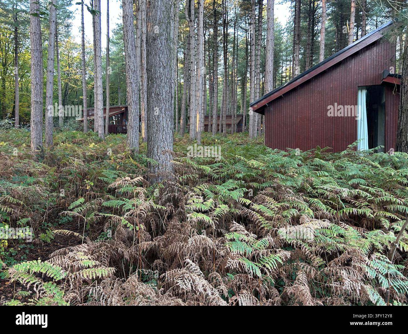 Holzhütten für den Urlaub im Delamere Forest, Cheshire, UK Stockfoto
