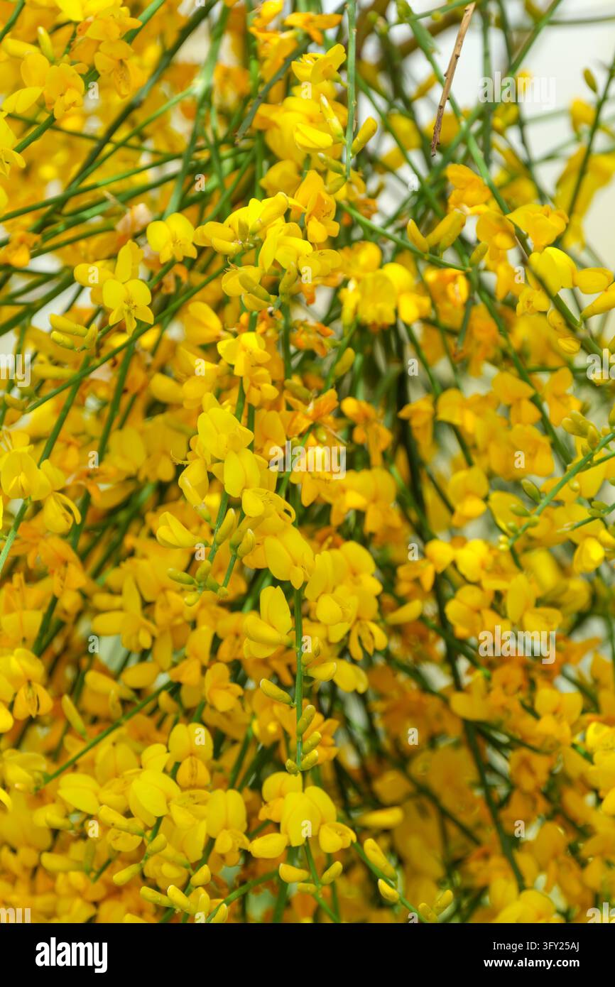 Genista aetnensis, Ätna-Besen, reichlich leuchtend gelbe, erbsenförmige Blüten an weinenden Ästen Stockfoto