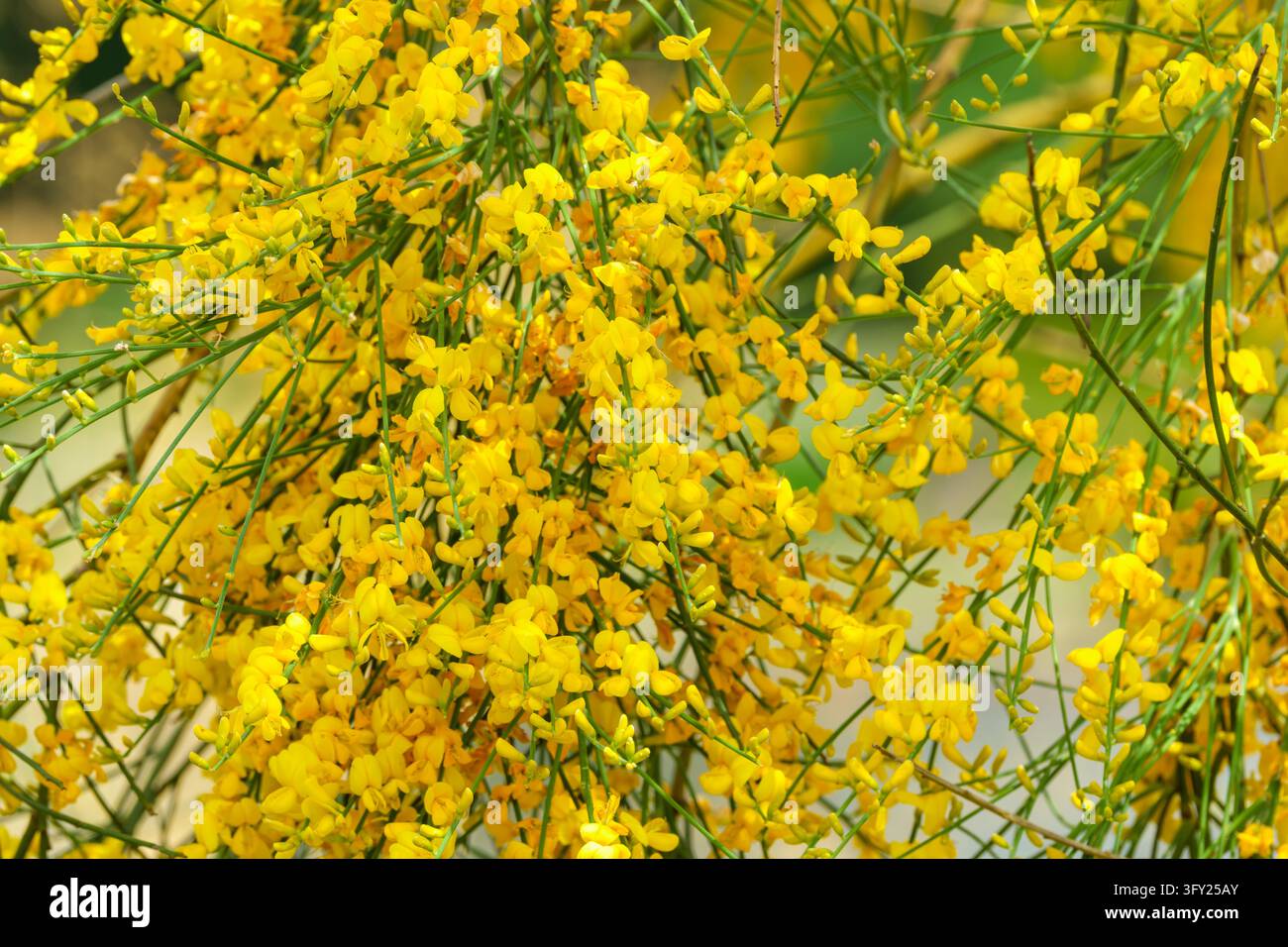 Genista aetnensis, Ätna-Besen, reichlich leuchtend gelbe, erbsenförmige Blüten an weinenden Ästen Stockfoto