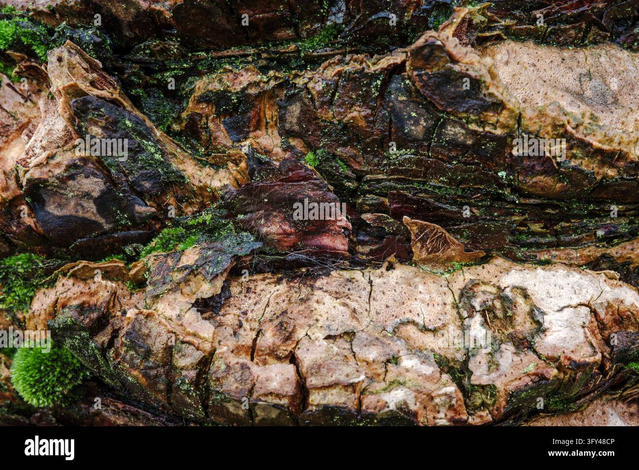 Baumrindenstruktur mit Moos und Zersetzung, natürliche organische Holzoberfläche mit Rissen, Waldzersetzung und Biodiversität in einem feuchten Waldökosystem. Stockfoto