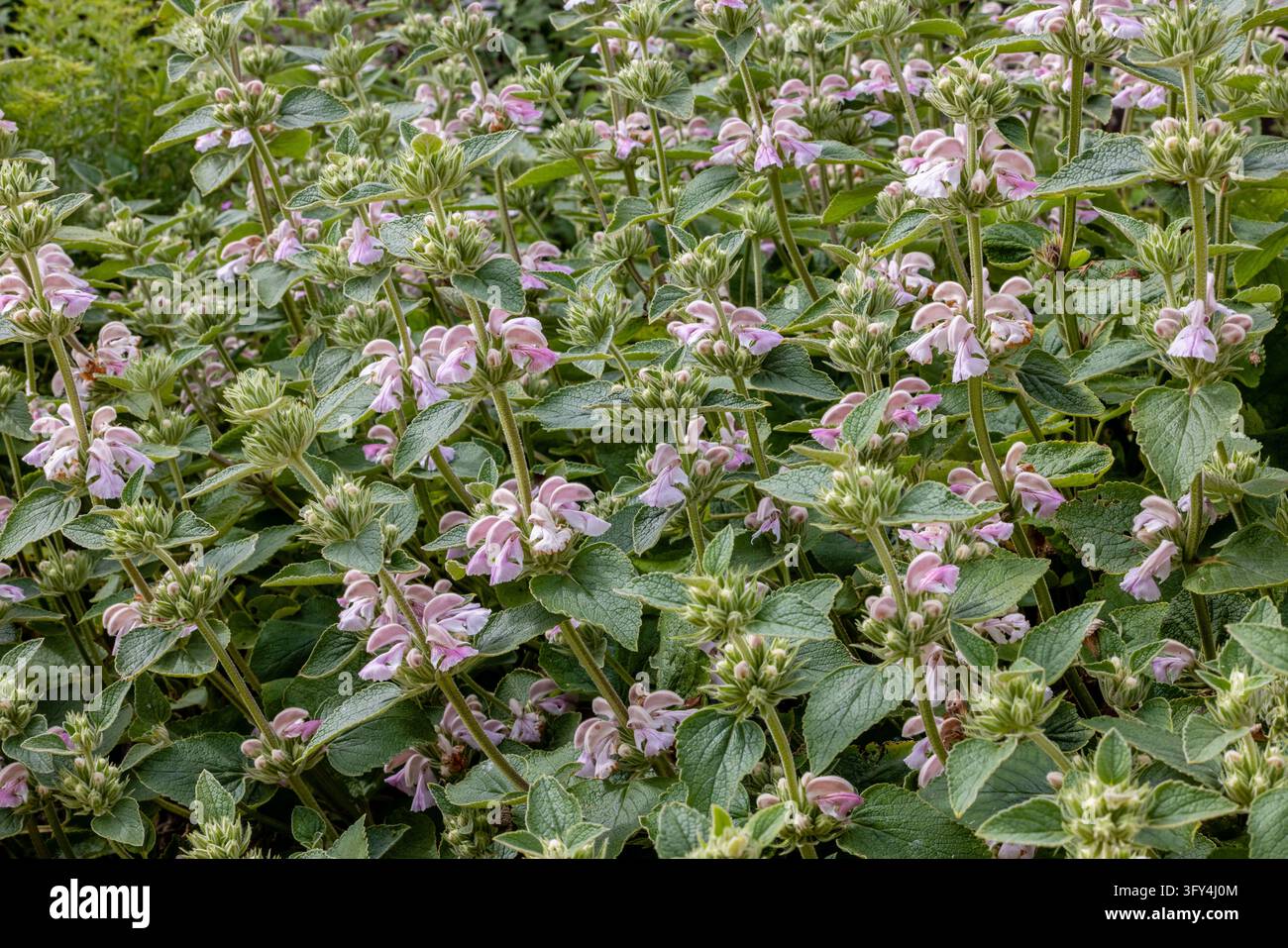 Dichter Büschel von Phlomis samia maroccana mit weichen rosa Blüten, strukturierten Blättern und aufrechten Stängeln in einer natürlichen Gartenumgebung. Stockfoto