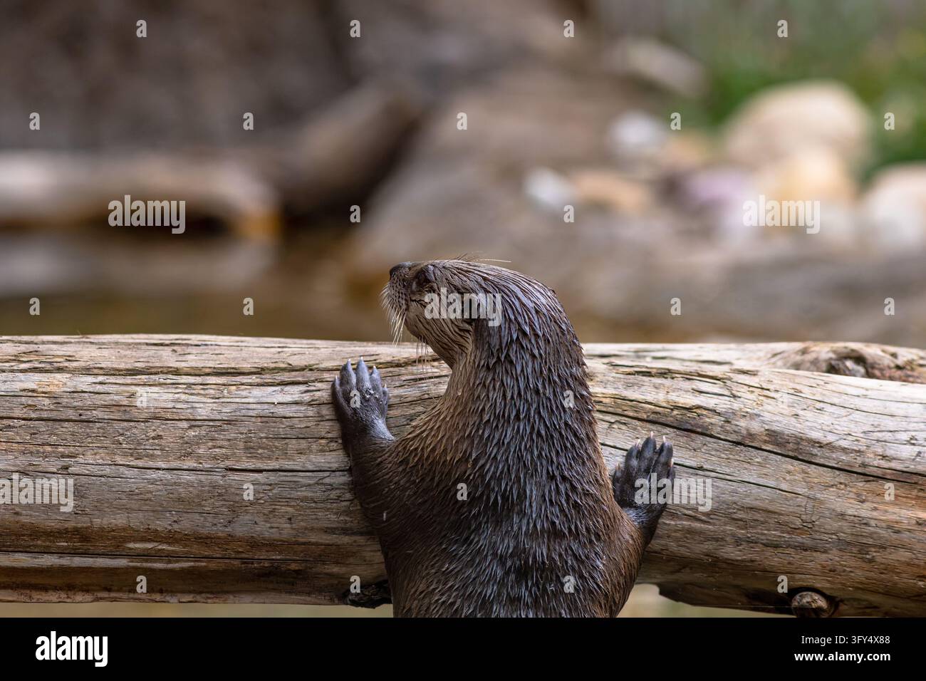 Otter erkundet seinen natürlichen aquatischen Lebensraum, umgeben von natürlichen Elementen. Art: Lontra canadensis Stockfoto