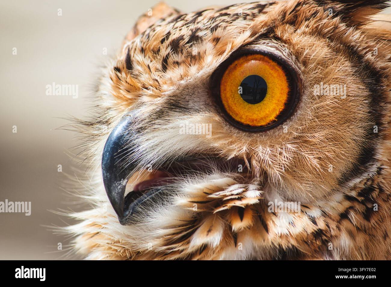 Nahaufnahme einer eurasischen/europäischen Adler-Eule Stockfoto