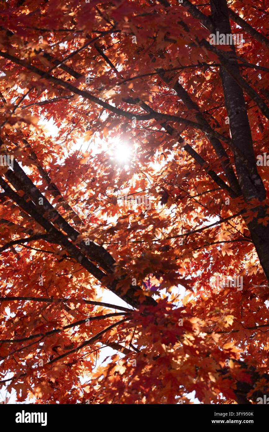 Sonnenstrahl, der durch lebendige rote und orange Ahornblätter in einem Herbst-Baumkronen-Dach scheint, zeigt farbenfrohes Herbstlaub. Stockfoto