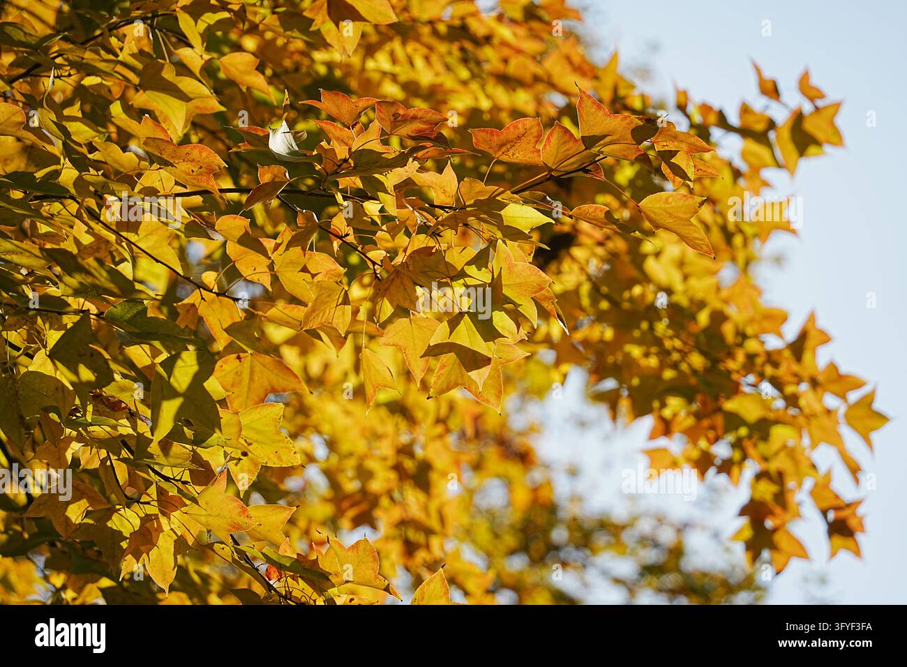 Goldene sternförmige Blätter breiten sich unter einem blassblauen Himmel aus Stockfoto