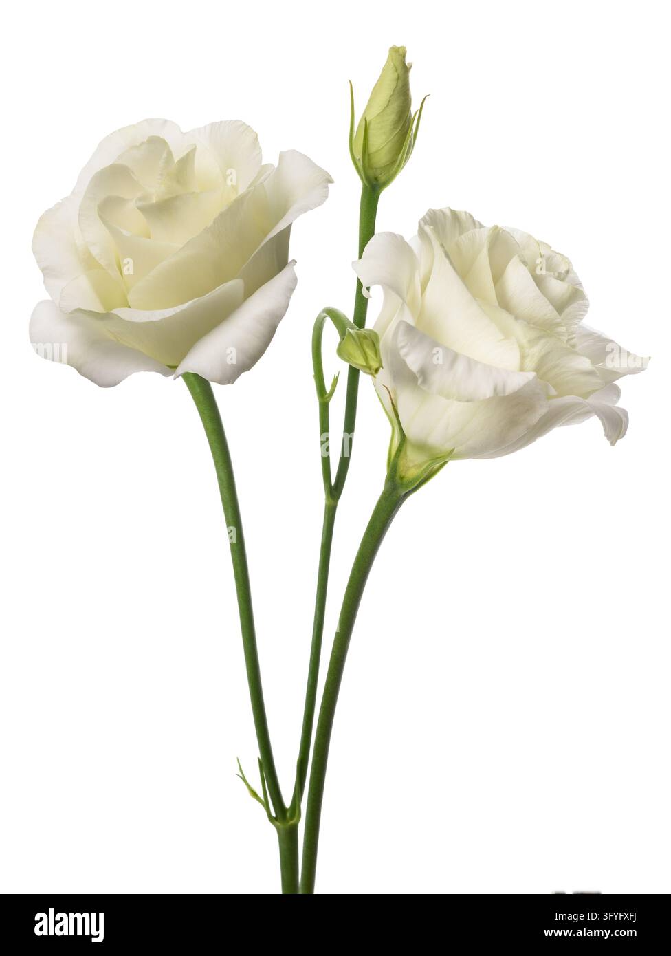 Weiße Rosenpflanze mit Blüten isoliert auf weißem Hintergrund Stockfoto