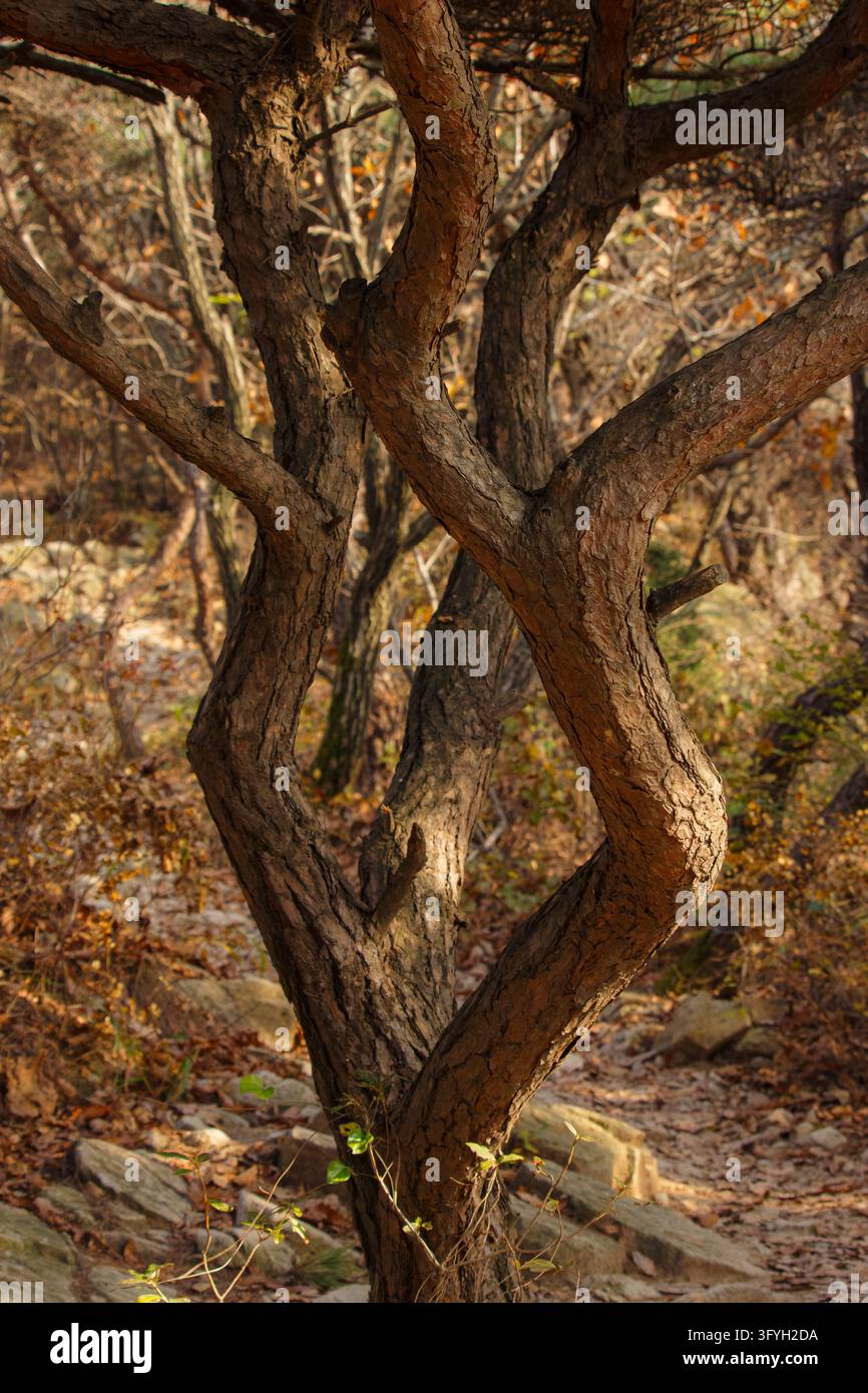 Verdrehte Kiefernstämme mit rauer brauner Rinde, die in einem sonnenbeschienenen Herbstwald in Incheon, Südkorea, am 9. November 2025 stehen Stockfoto