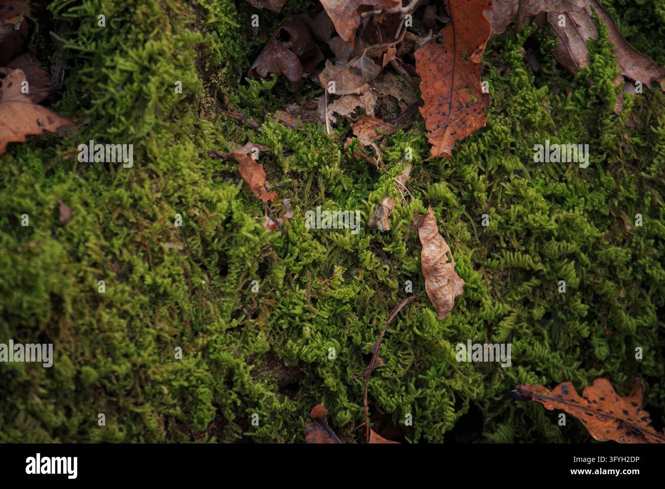 Üppiger grüner Waldmoosteppich, übersät mit trockenen braunen gefallenen Eichenblättern in Incheon, Südkorea, am 9. November 2025. Stockfoto