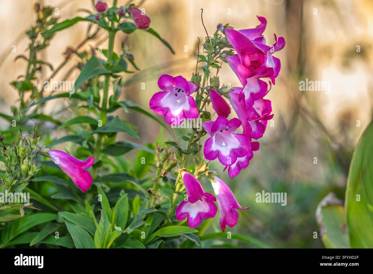 Nahaufnahme von lebhaften magentafarbenen und weißen Penstemon-Blüten mit offenen trompetenförmigen Blüten und dunklen Staubblättern, die an aufrechten Stängeln mit lanzettlichen Blättern wachsen Stockfoto