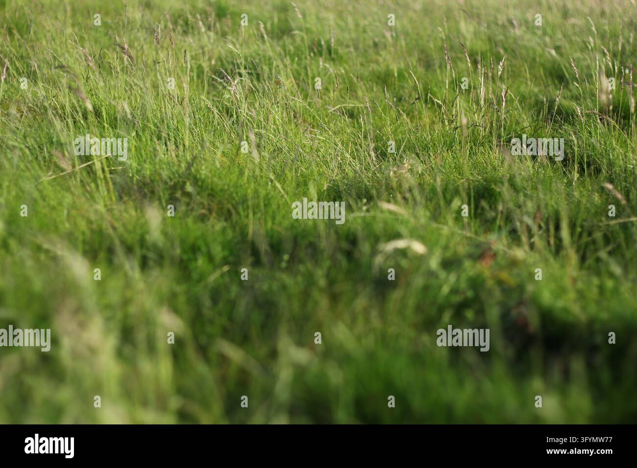 Wiesengräser und aufrechte Samenstängel bilden eine grüne Textur mit einer flachen Tiefenschärfe. Stockfoto