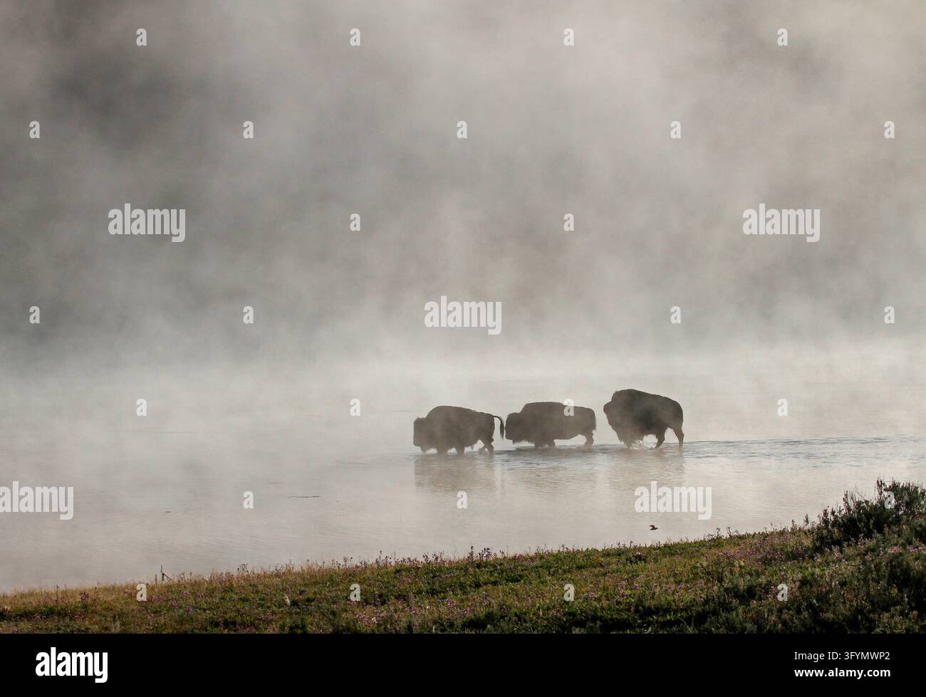Ein amerikanischer Bison watet durch die fließenden Gewässer des Yellowstone River im Yellowstone National Park, USA. Das große Hufttier navigiert die Strömung des Flusses während seiner Bewegung über das Flussbett innerhalb der weitläufigen natürlichen Landschaft des Schutzgebiets und präsentiert die einheimische Tierwelt in ihrem wilden Lebensraum. Eine optimierte Version eines Bildes des US National Park Service. Credit: NPS / J Peaco Stockfoto