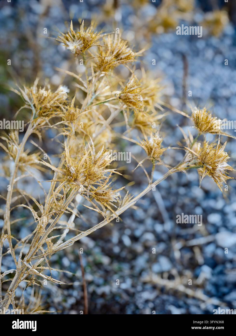 Nahaufnahme einer getrockneten, stacheligen Distelpflanze (Carlina) in goldbraunen Tönen vor einem verschwommenen, blaugrauen Kieselhintergrund. Ästhetische Naturfotografie - Smartphone-aufgenommenes Stockfoto