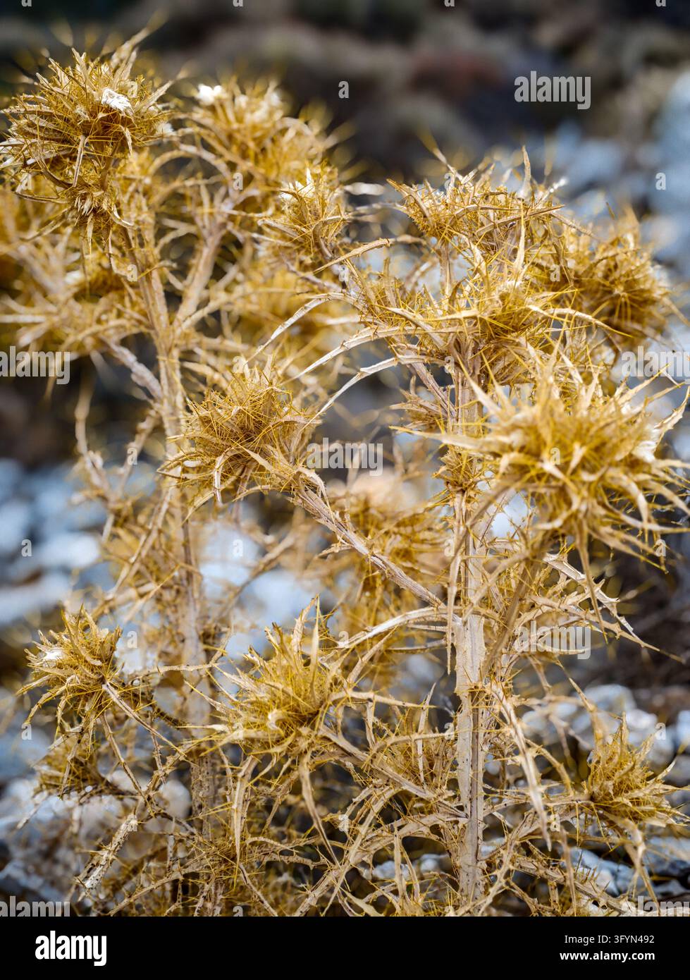 Nahaufnahme einer getrockneten, stacheligen Distelpflanze (Carlina) in goldbraunen Tönen vor einem verschwommenen, blaugrauen Kieselhintergrund. Ästhetische Naturfotografie - Smartphone-aufgenommenes Stockfoto