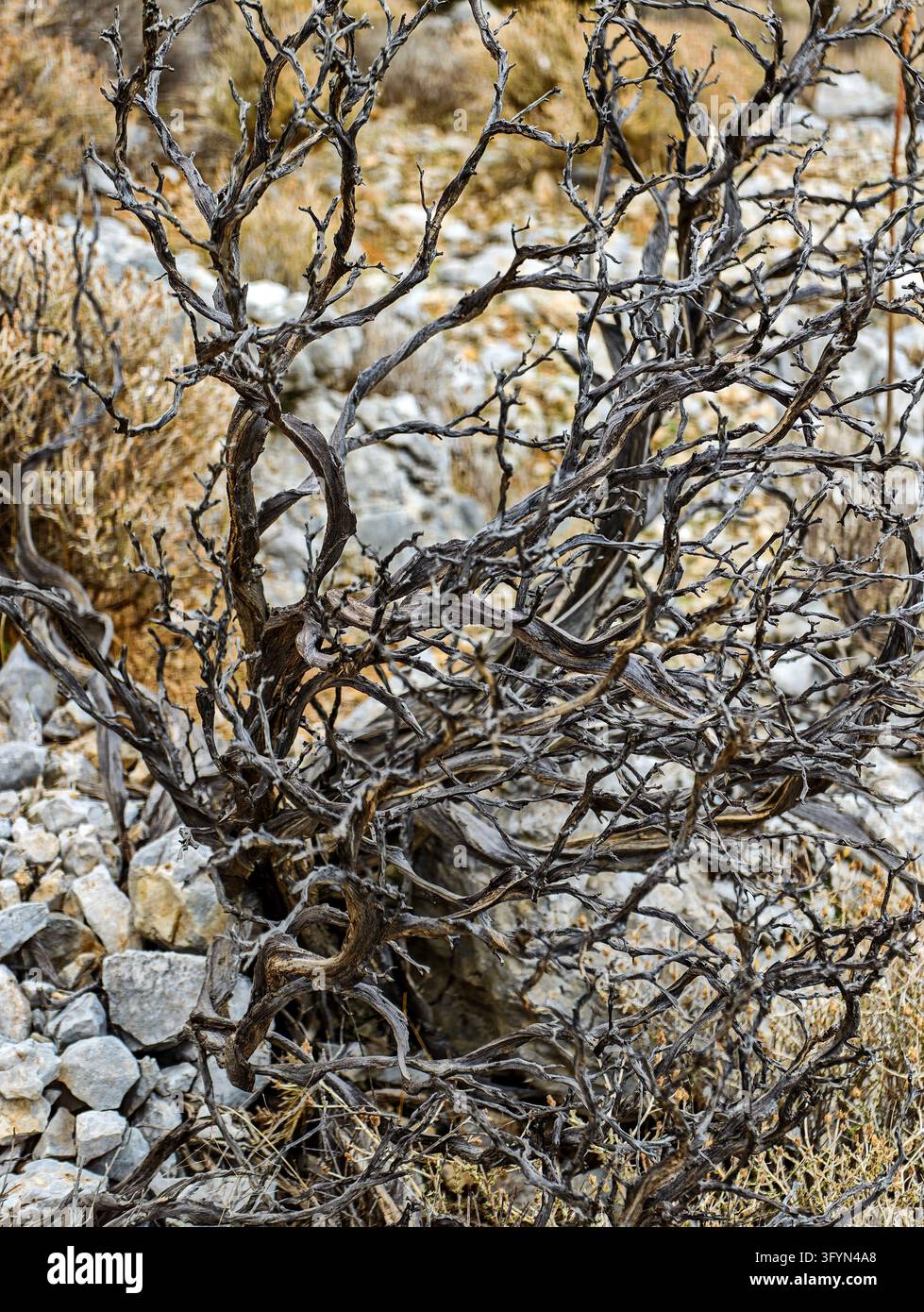 Ein knorriger, stark verzweigter und dorniger Strauch, der typisch für die trockene, felsige Landschaft der griechischen Inseln ist - Smartphone-aufgenommenes Stockfoto