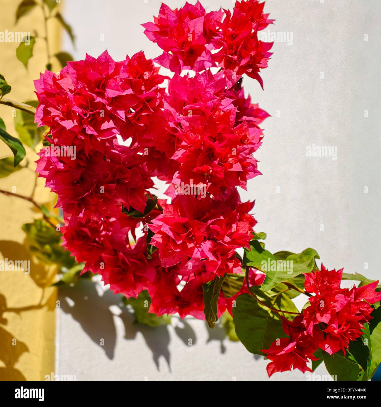 Eine prächtige Bougainvillea-Blüte vor einer Wand im mediterranen Stil eines Hauses im Sonnenlicht - Smartphone-aufgenommenes Stockfoto