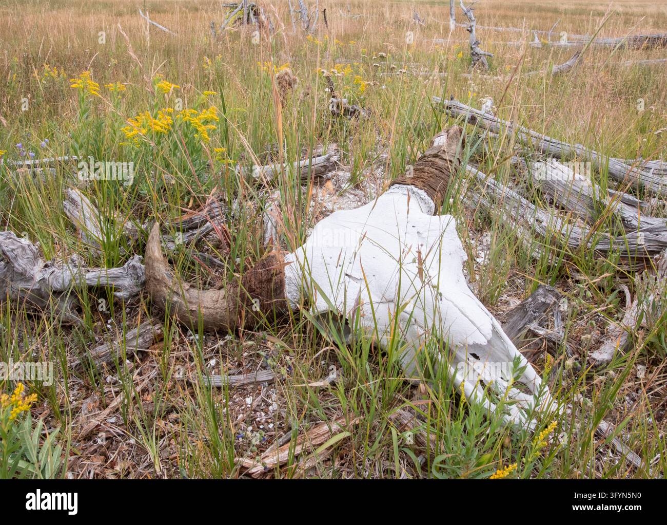 Ein verwitterter Bison-Schädel ruht zwischen Gras und blühenden Wildblumen in Sentinel Meadows, gelegen im Yellowstone-Nationalpark, Wyoming, USA. Der gebleichte Knochen des Schädels und die dunklen gebogenen Hörner repräsentieren den natürlichen Lebenszyklus und die ökologische Geschichte des amerikanischen Bison in der Wildnis Nordamerikas, wo diese ikonischen Säugetiere seit langem die geothermischen Becken und offenen Graslandschaften bewohnen. Eine optimierte Version eines Bildes des US National Park Service. Credit: NPS / J Peaco Stockfoto