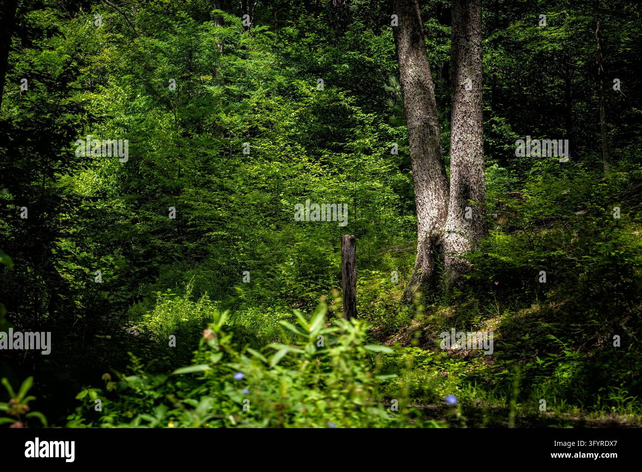 West Virginia Sommer Eiche grüner Baum mit Stamm im Hintergrund von Waldlaub im Monongahela National Forest Stockfoto