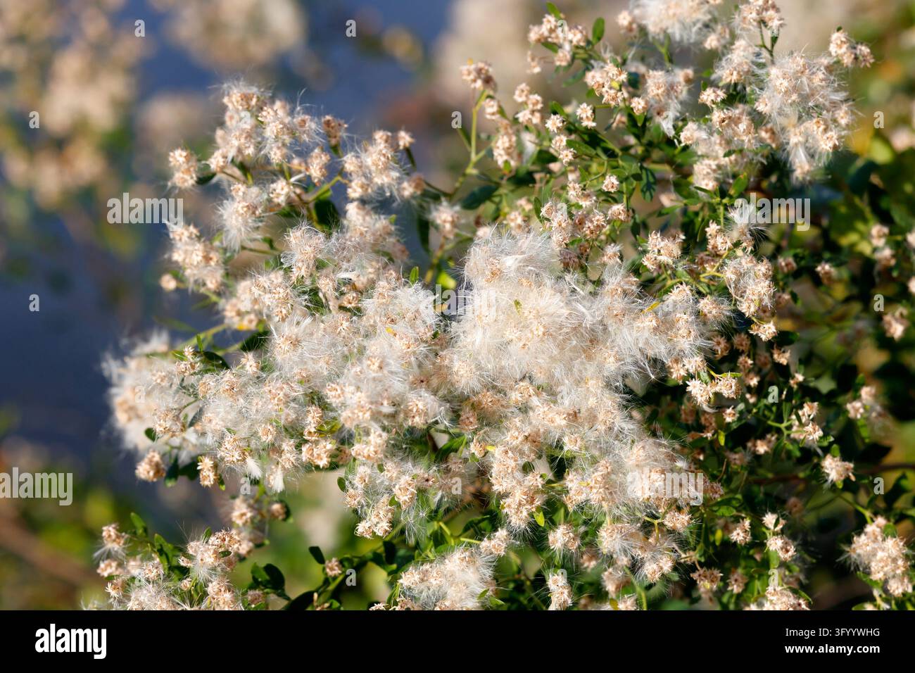 Blühende Blumen auf einem Kojotenstrauch (Baccharis pilularis) im Monat Oktober. Stockfoto