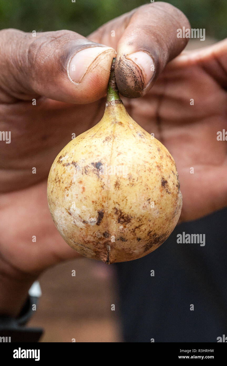 Nutmeg Zanzibar Tanzania Stockfotos und bilder Kaufen Alamy