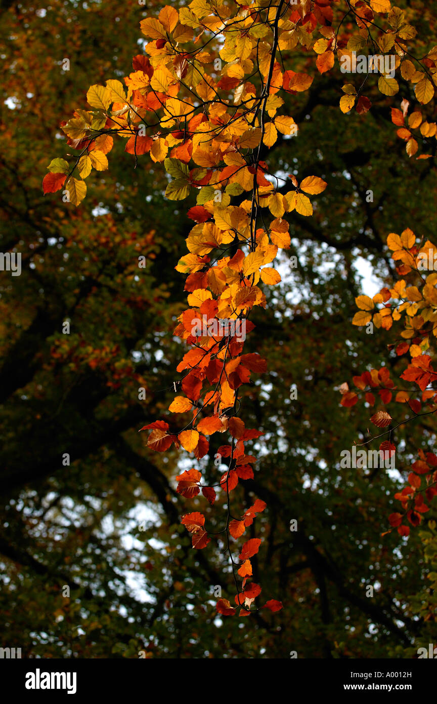 Goldene Herbstlaub braune aus Buche, Glen Lyon, Perth und Kinross, Scotland UK Europe Stockfoto