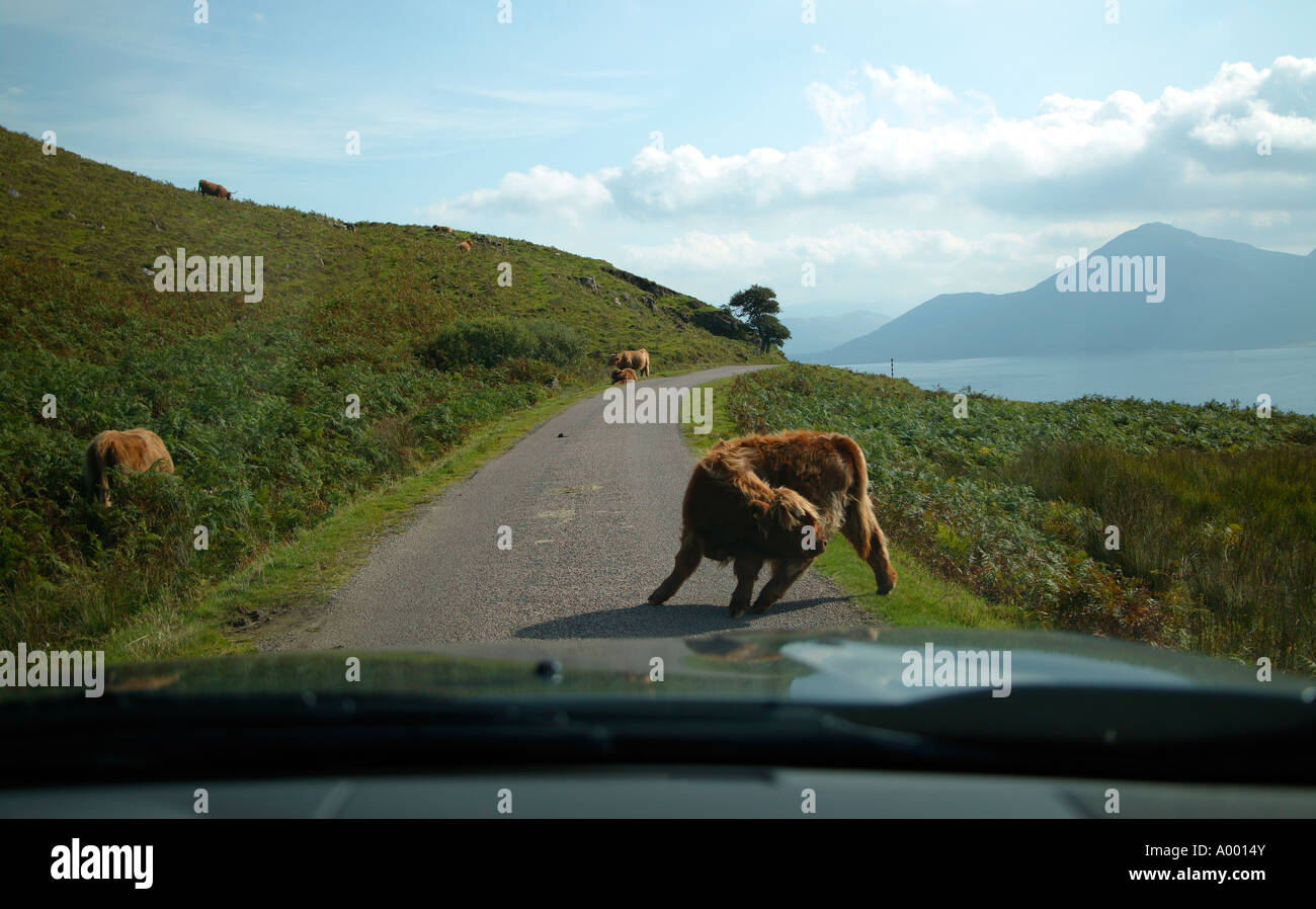 Highland-Kuh Kalb kratzen seinem hinteren Ende und verursacht einen Stau auf einer schmalen Landstraße Stockfoto