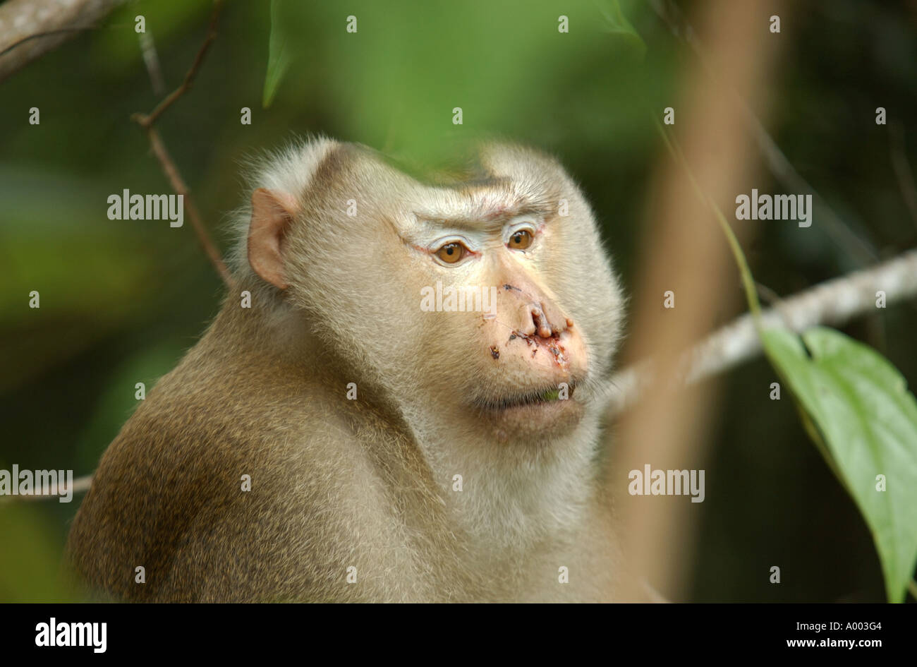 Angeschlagenen erwachsenen männlichen Schwein-tailed Macaque im nördlichen Thailand Wald Stockfoto